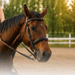 Cuidado y manejo del caballo