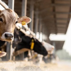 Ganaderia ecológica